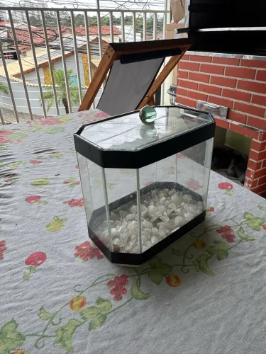 Aquário para Peixe Betta 