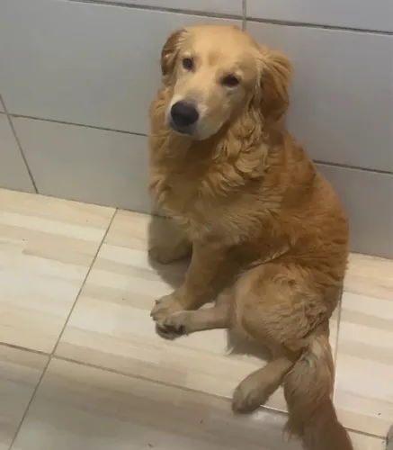 Golden