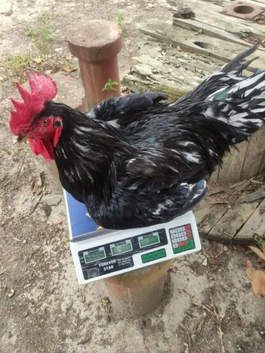 Ovos galados de Galinha Sertaneja Balão