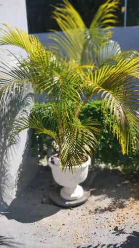 Palmeira decorativa