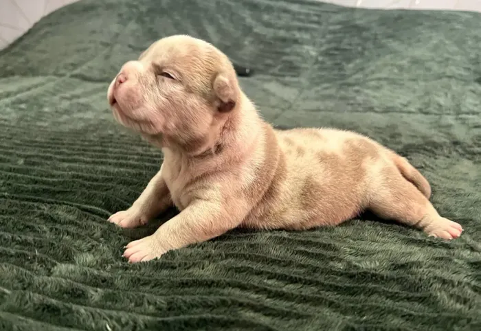 American Bully lilac Merle 