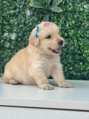 golden retriever linda e brincalhona