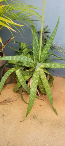 Babosa - Várias mudas no vaso