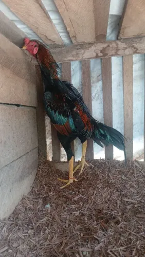 Vendo frangos carioca 