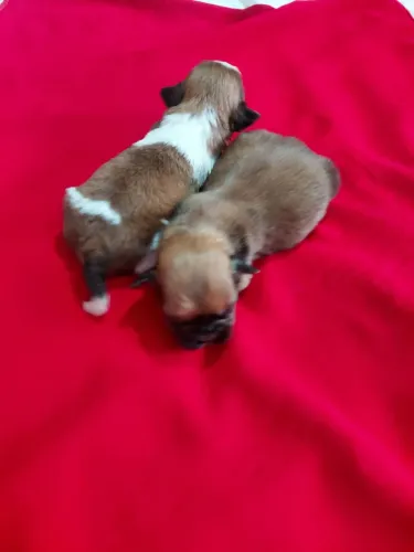 Disponíveis Tzu machos para reserva