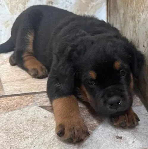 Filhotes de Rottweiler Cabeça de Touro