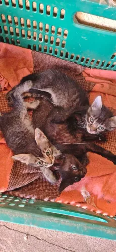DOAÇÃO DE GATINHAS FILHOTES