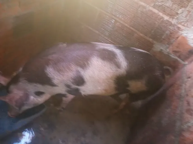 Porco capado 70 kilos