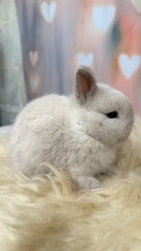 Coelho Mini Netherland Dwarf macho