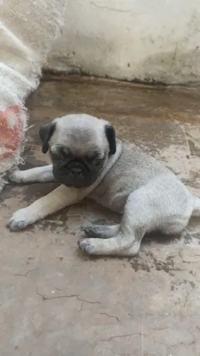 Filhotes de pug