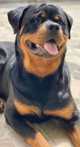Filhotes de rottweiler companheiro e guarda parcelo www