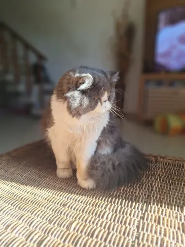 Gato persa macho