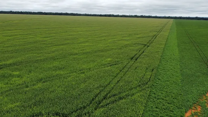 Fazenda de arrendamento 2.500 hec plantando em Santiago do norte MT