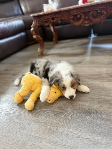 Filhotes de Border Collie | Um pet cheio de companheirismo.