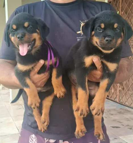 FILHOTES DE ROTTWEILER 