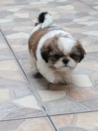 Shih Tzu Puro e Bem Sociável