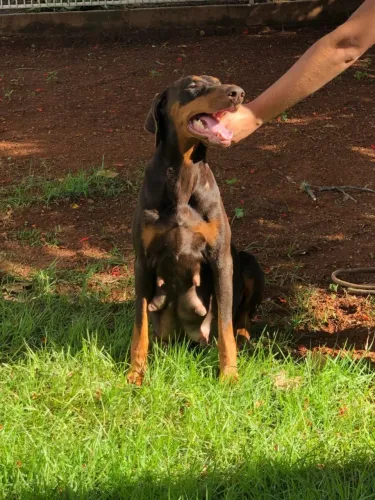 Femea dobermann