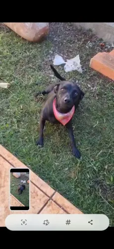 Cachorro