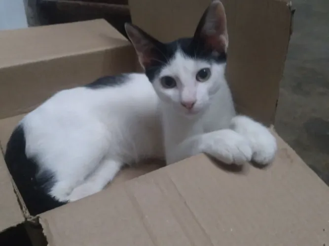 GATINHO FILHOTE DOAÇÃO