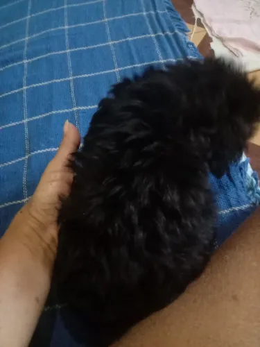 Animais de estimação 