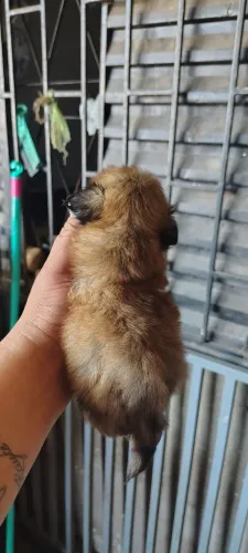 Vendo shiituz mine feminha branca com chocolate 1300 macho 600