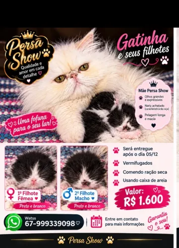 Gato persa