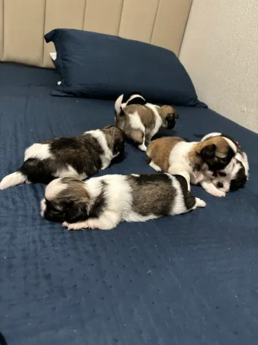 Vendo filhotes de shihtzu 