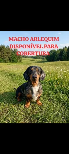 Disponível para cobertura. 