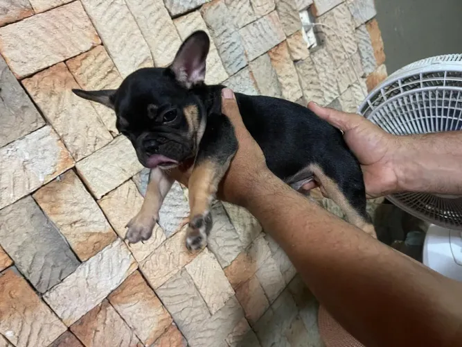 Buldogues francês macho na cor black and tan portador de chocolate testavel