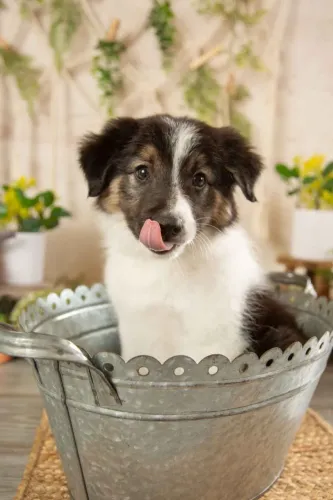 Filhotes de Border Collie | Filhotes que deixam tudo melhor.