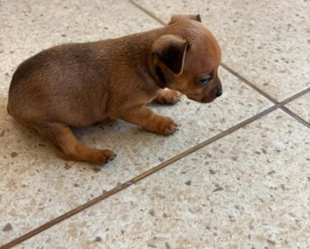 Cachorro da raça Picher número 01