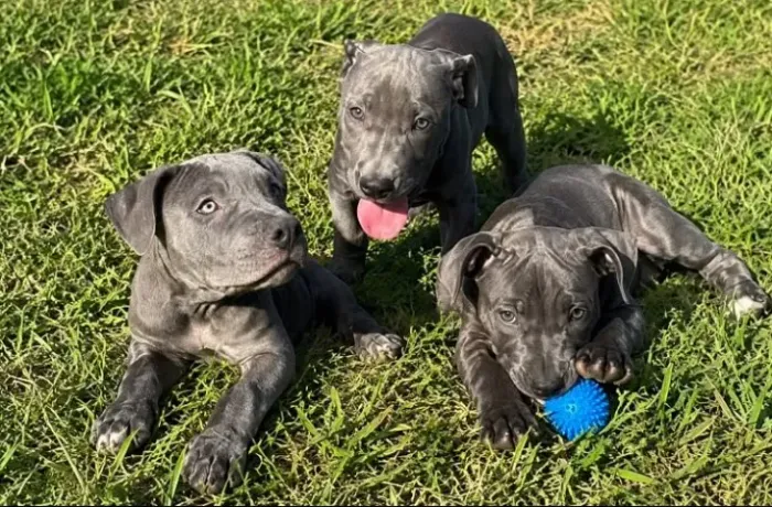 AMERICAN PIT BULL TERRIER BLUE NOSE - MACHO E FÊMEAS