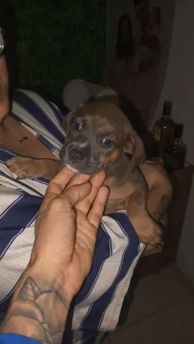 Pit bul