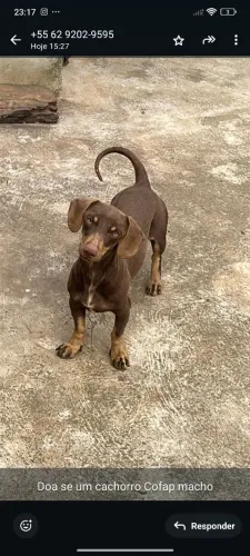 Cachorro salsicha puro * ZAP 