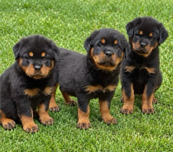 Rottweiler 