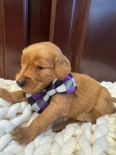 Filhotes de Golden Retriever | Focinho cheio de personalidade.