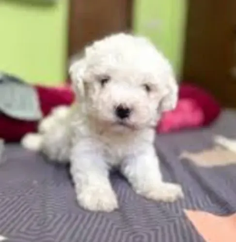 Poodle Mini Filhotes Lindíssimos.