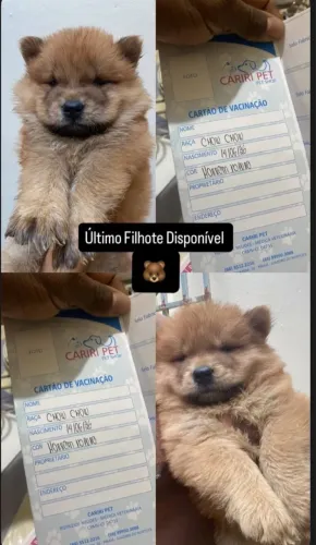 Filhote de chowchow 