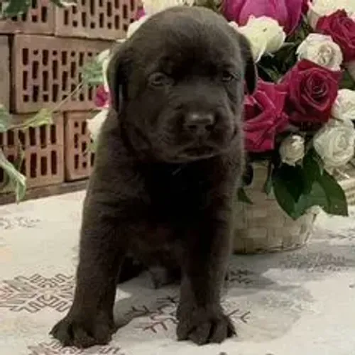 Labrador Retriever,Labrador Retriever Filhote Disponível Entrega Facilitada