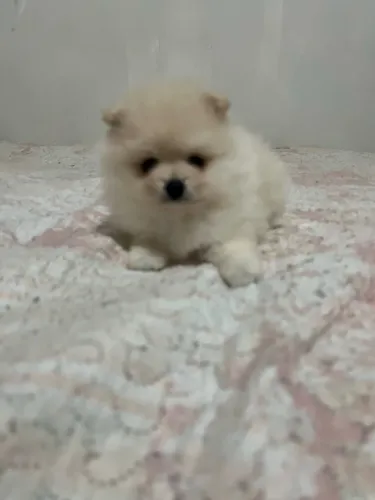 Spitz alemão 