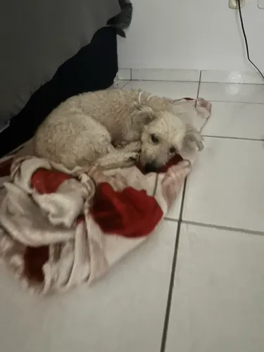 Cachorrinho para adoção