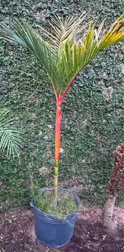 Palmeira-laca