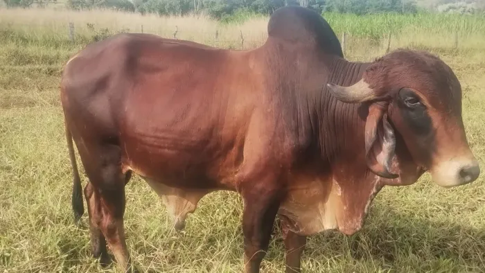 Touro GIR LEITEIRO PURO FIV