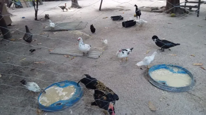 Vende-se Patos, Galos e Galinhas
