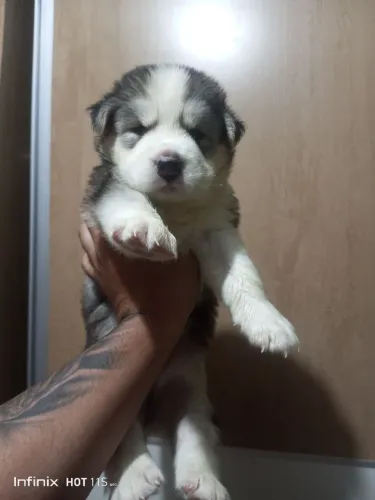 Filhote de husky siberiano fêmea