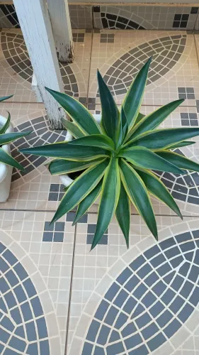 Agave variegata