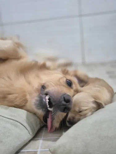 GOLDEN RETRIEVER 1 LINHAGEM