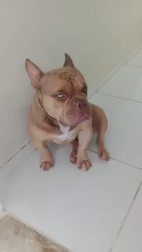 American Bully para cruzar! 