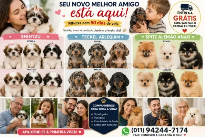Femeas de Shihtzu disponiveis, Entrega Imediata, Pagamento na Entrega!