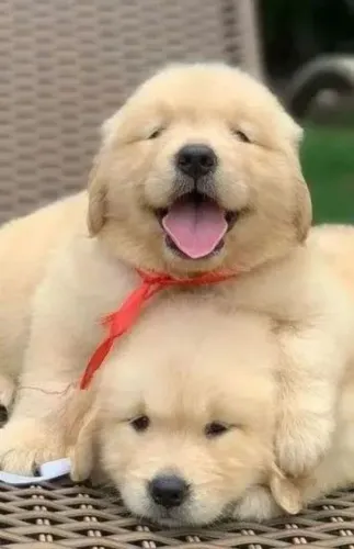 GOLDEN RETRIVER EUROPEU R$ : 3000